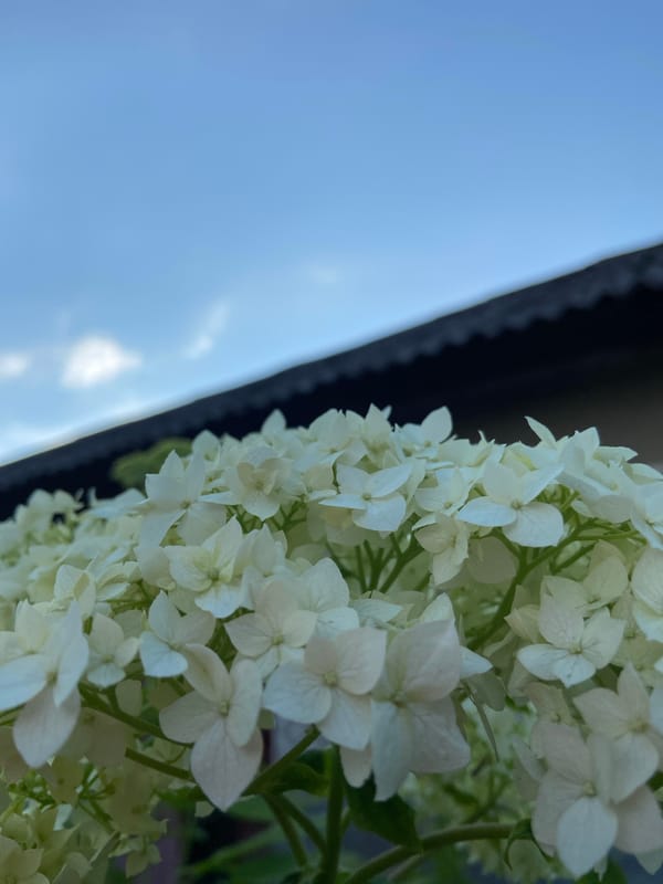 Close-up flower photography across a colorful outdoor bloom session