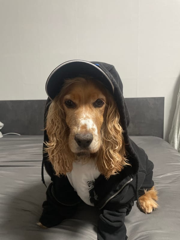 Dog Spotted Wearing Hoodie and Baseball Cap in Bulgaria