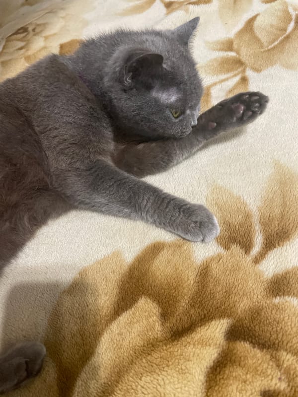 Grey cat lounges through a slow afternoon at home
