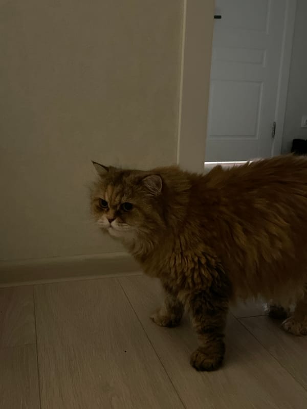 Evening domestic moments captured in Kazan apartment