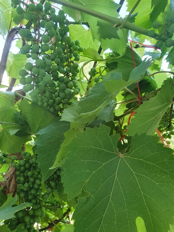 Grapes, wildflowers, and seedlings in a Moldovan garden