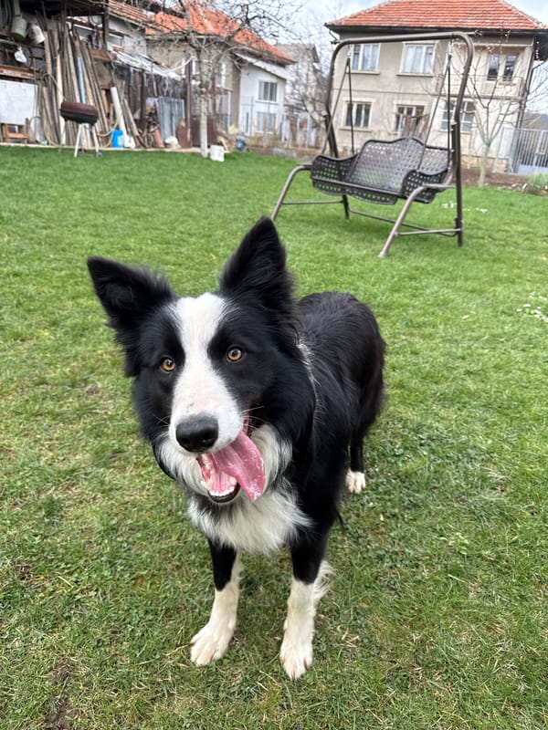 Pet Activity Documented in Berkovitsa: Border Collie and Cat