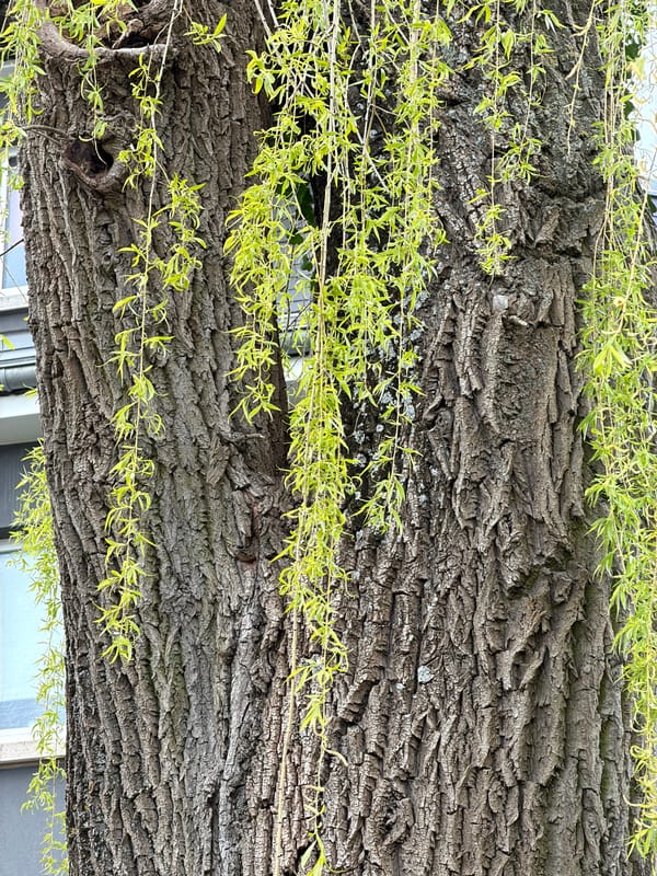 Spring Easter decorations and blooming trees spotted in Luxembourg
