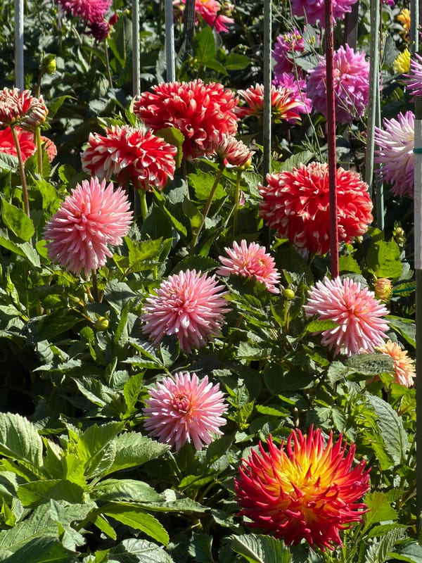Dahlias and the Conservatory of Flowers, Golden Gate Park