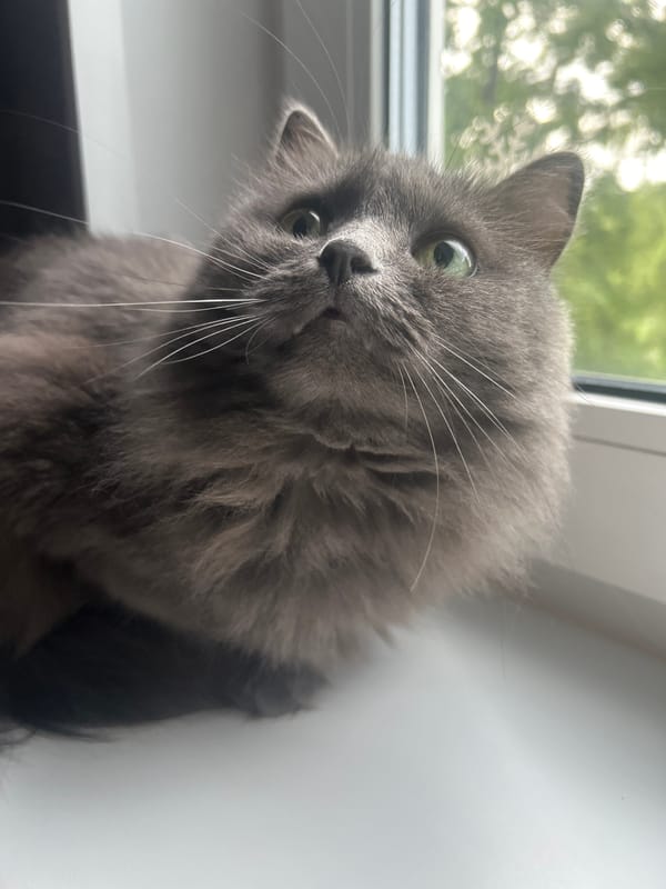 Grey cat gazes upward by window in Chaikovsky