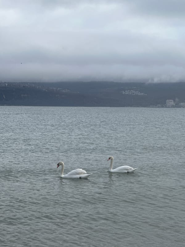 Coastal wildlife and scenery documented along Varna's Black Sea shore