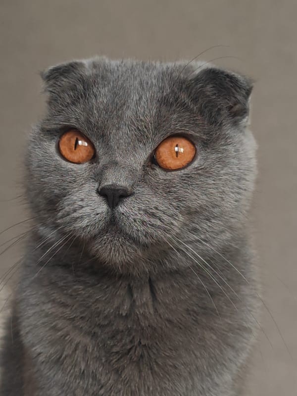 Morning sightings of cat and dog walker in Hrodna