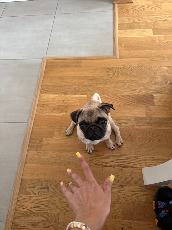 Cafe afternoon with a pug, carrot cake, and nail color picks
