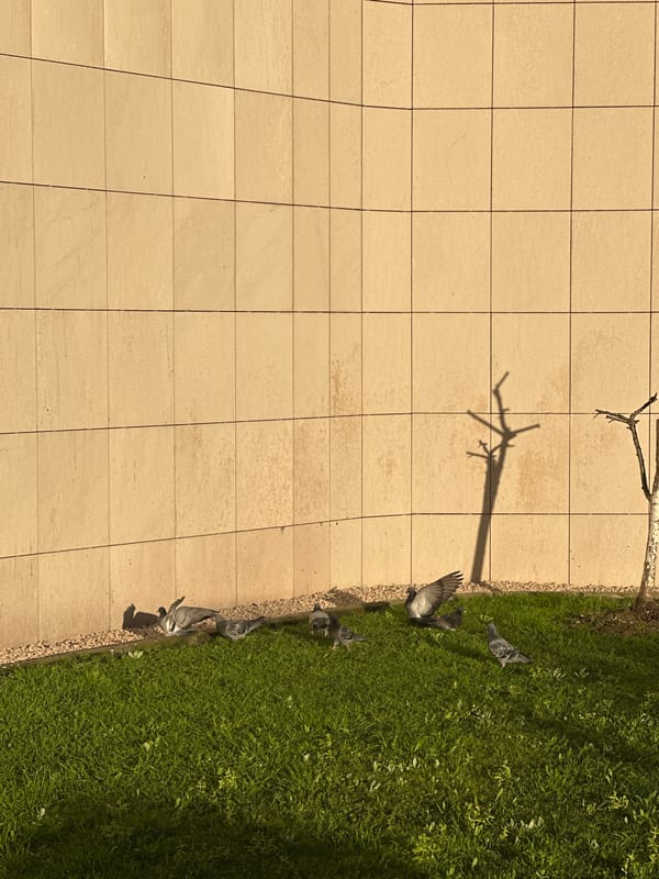 Morning moments captured across Istanbul neighborhoods