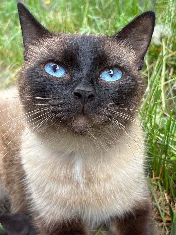 Siamese Cat Photographed in Multiple Outdoor Poses in Osa, Russia