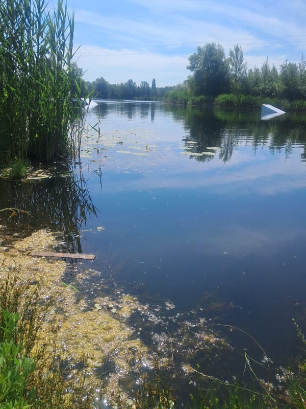 Morning scenes: waterside reeds, urban trees, fallen bicycle