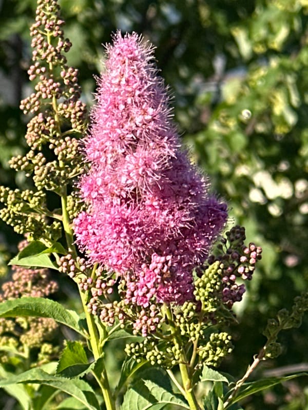 Flowers, fruit, and market produce in a Podolsk summer afternoon