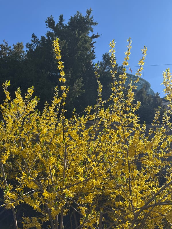 Spring forsythia blooms brighten Sofia morning scene
