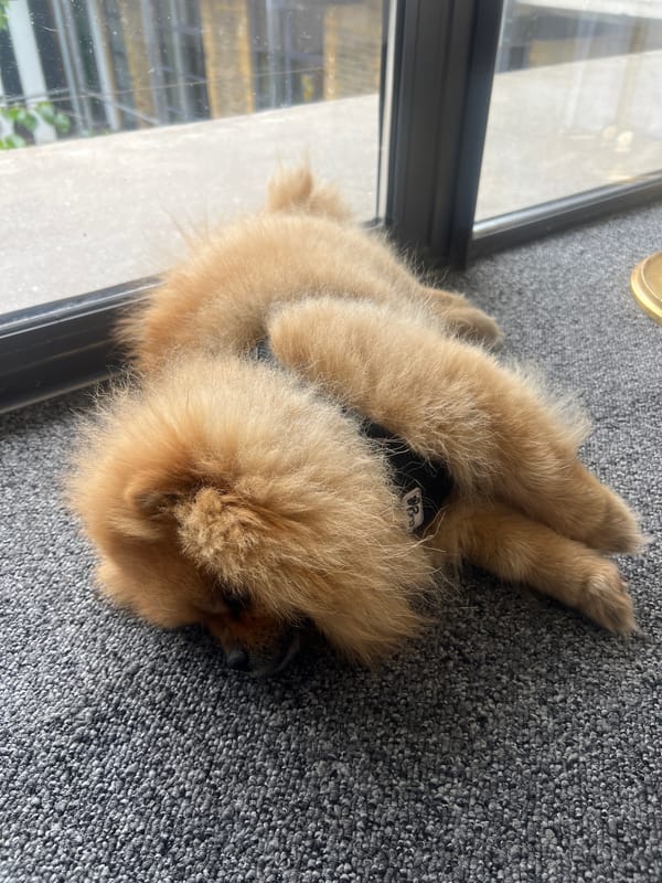 Dog rests indoors near window in London