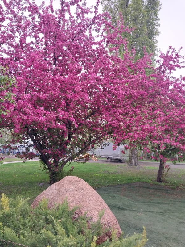 Woman takes spring selfies among blooming trees in Orenburg