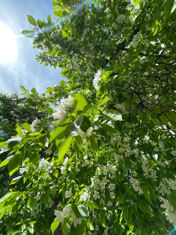 Woman takes morning selfies amid spring blooms in Votkinsk