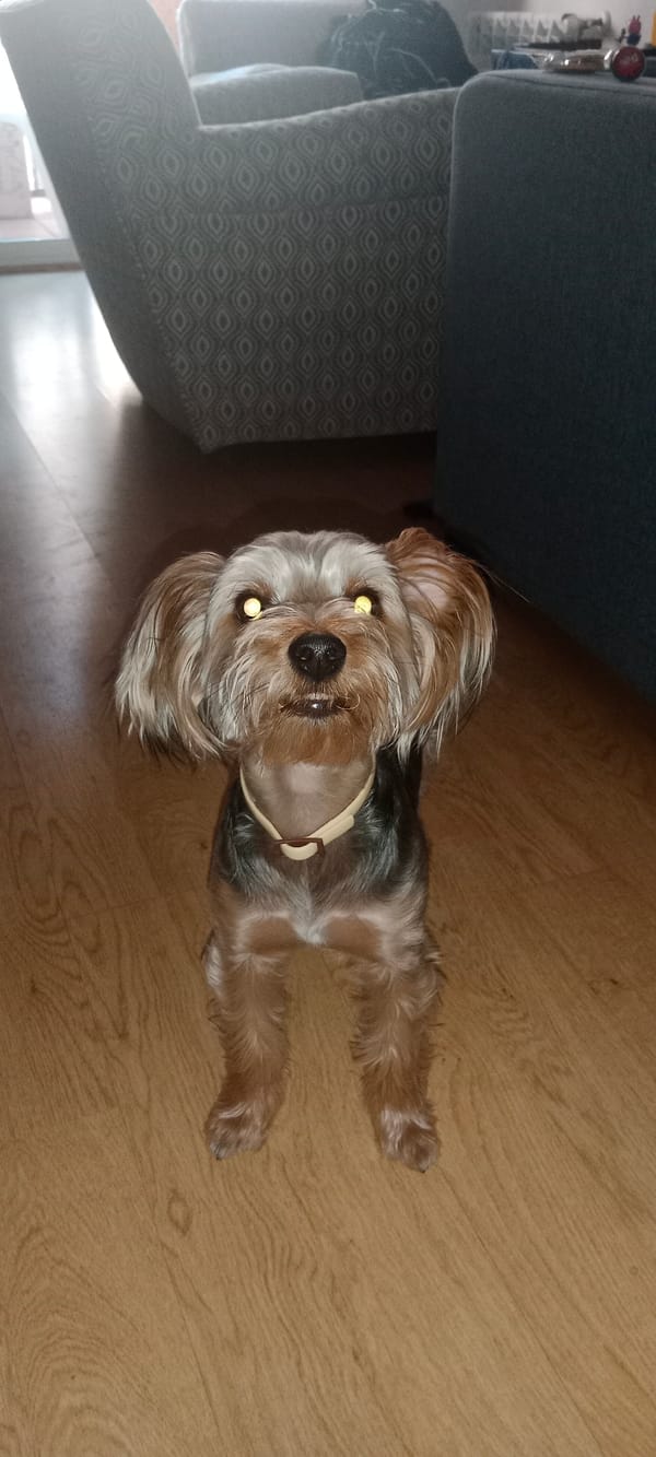 Yorkshire Terrier at home in Galapagar, with a plane overhead