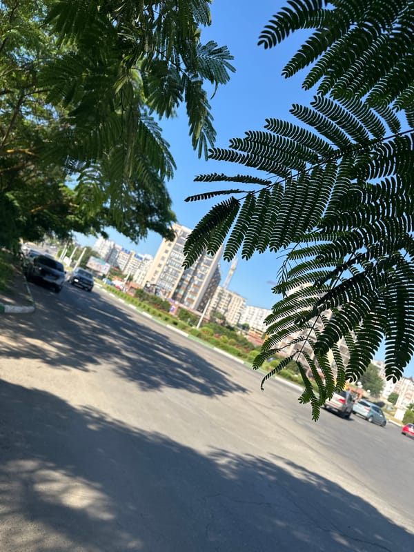 Street and garden scenes filtered through tree canopy