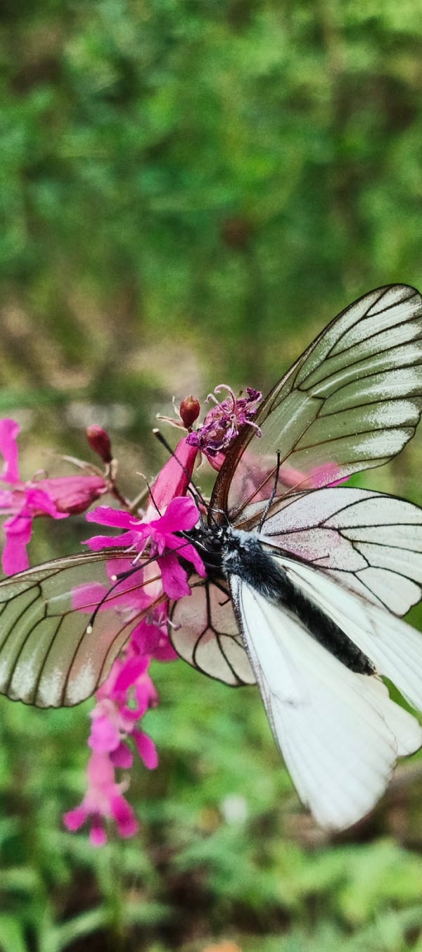Butterflies and forest paths documented in Garevaya, Russia