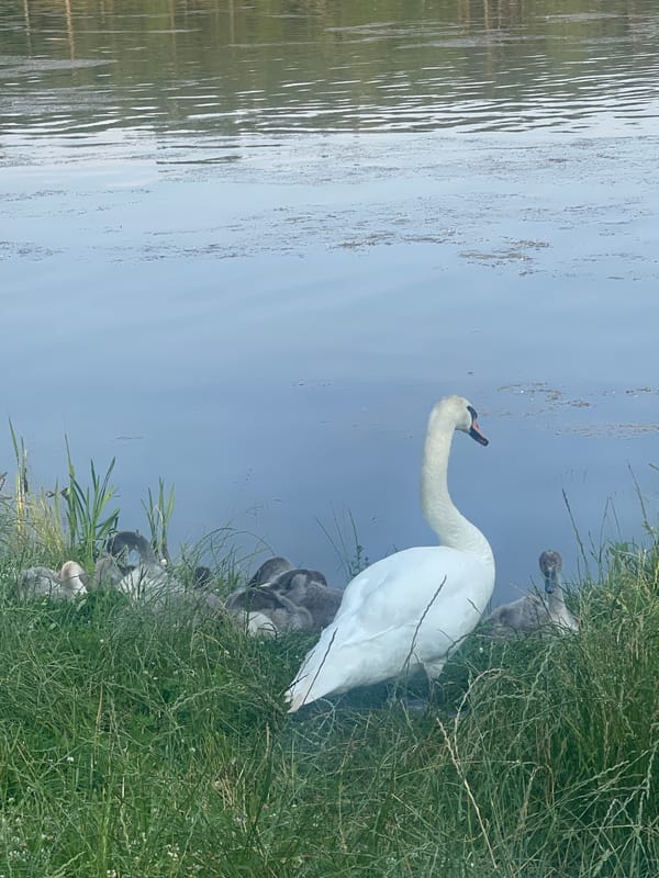 Swan family and cygnets on a Belarus lakeside summer afternoon