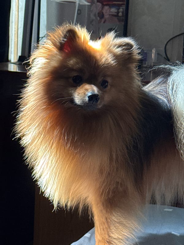 Khimki resident documents morning with Pomeranian, art supplies, fish