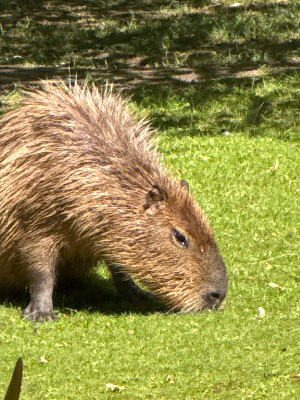 Capybaras at a Moscow zoo on a sunny summer day