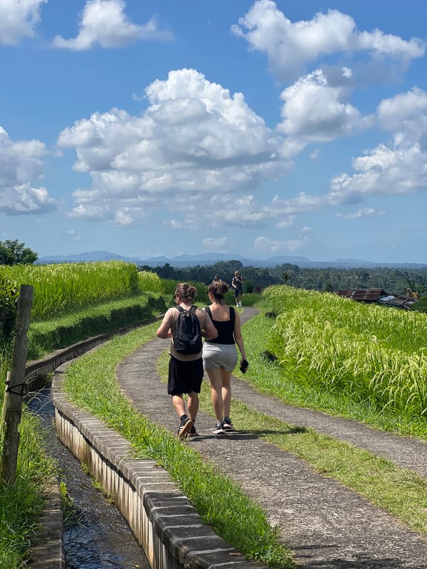 Early morning walk through Penebel rice terraces documented