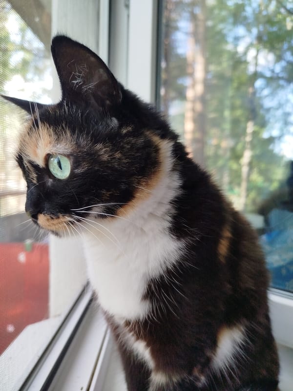 Multiple domestic cats observed in various indoor locations