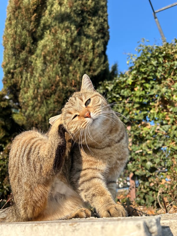 Tabby cat spotted in multiple locations around Nesebar, Bulgaria