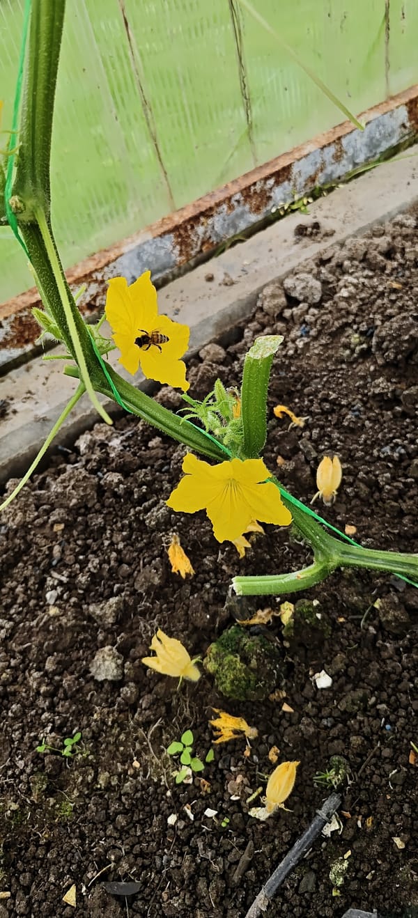 Bee pollinating cucumber flowers inside a greenhouse