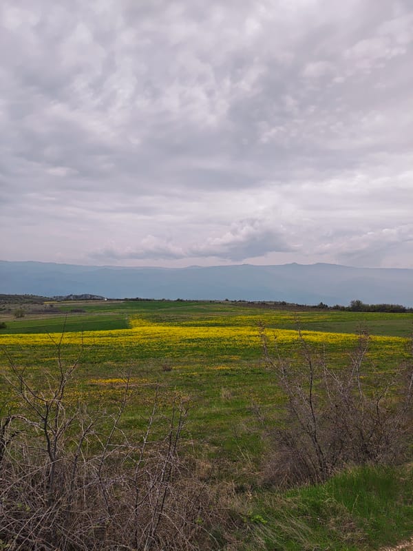 Rural landscape with wildflowers observed under cloudy skies
