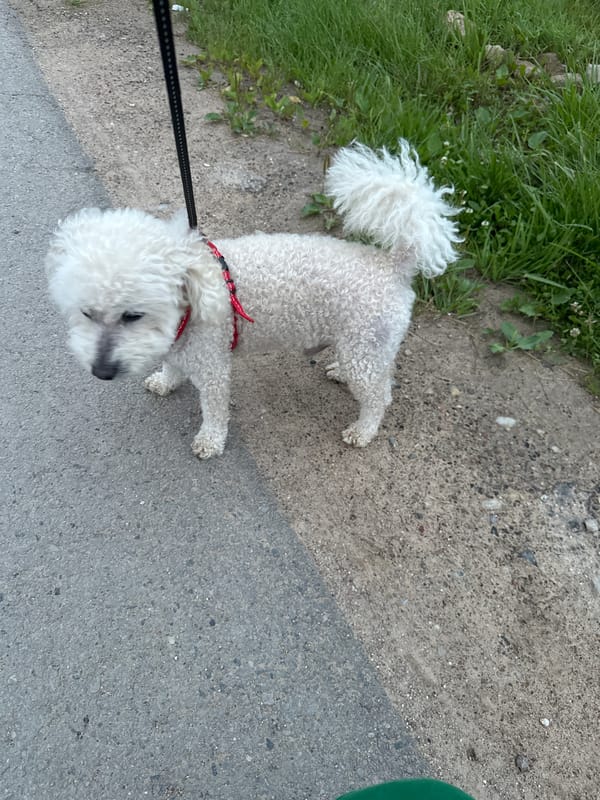 Dog walk and wheat fields in rural Lithuania