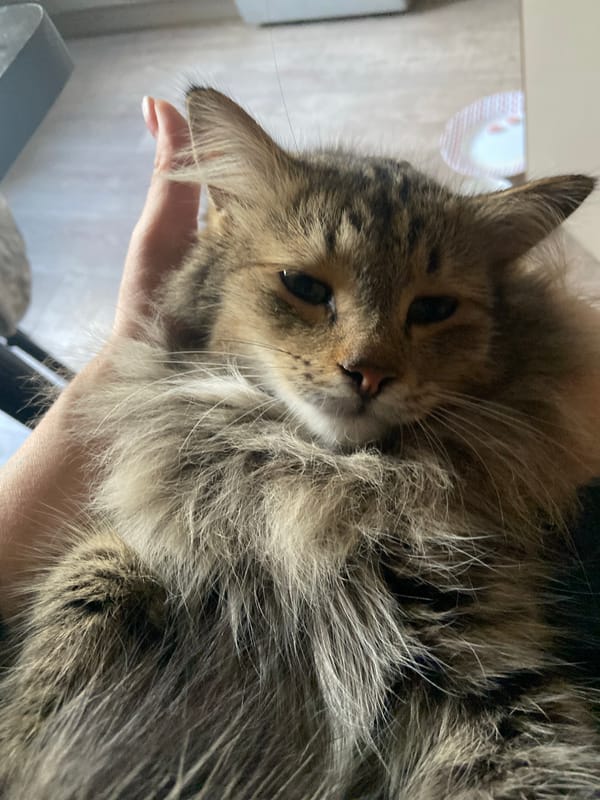Afternoon with a houseful of cats in Bishkek