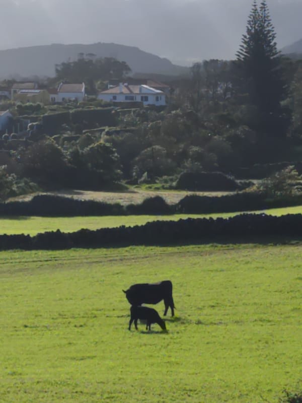 Cow and calf spotted grazing in Portuguese countryside