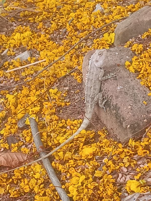 Morning life documented across Puttaparthi, India
