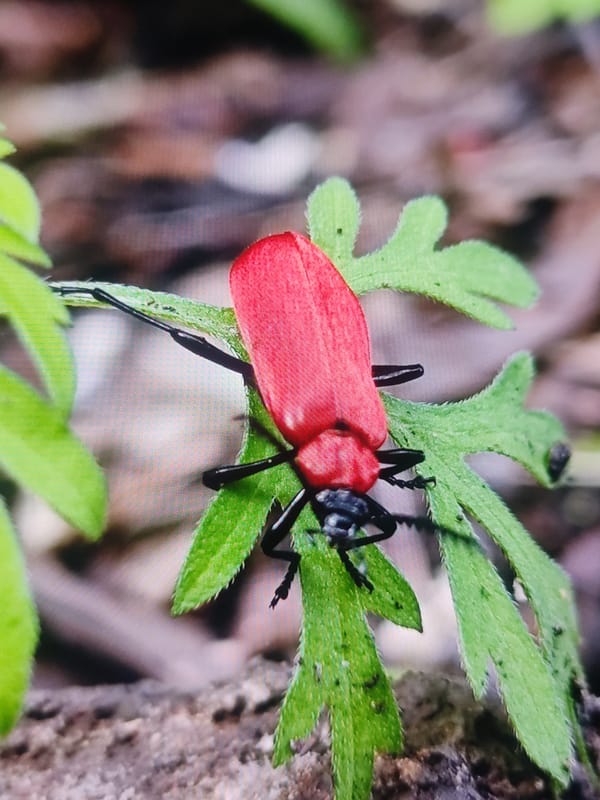 Red beetle spotted on fern plant in Mospyne, Ukraine
