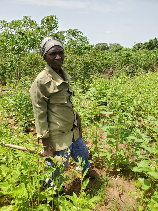 Agricultural workers tend crops in Mararaba, Nigeria fields
