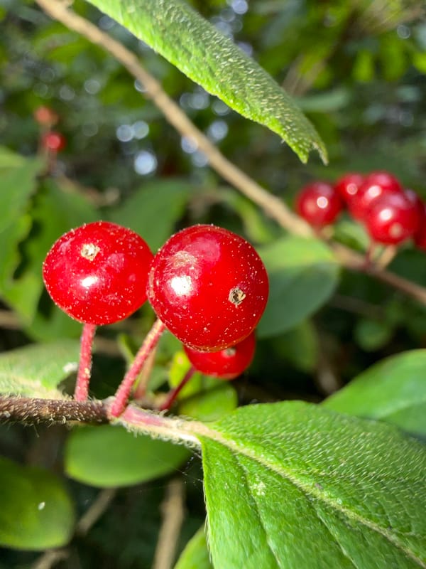 Red berries and a vacuum truck at work in Dmitrov
