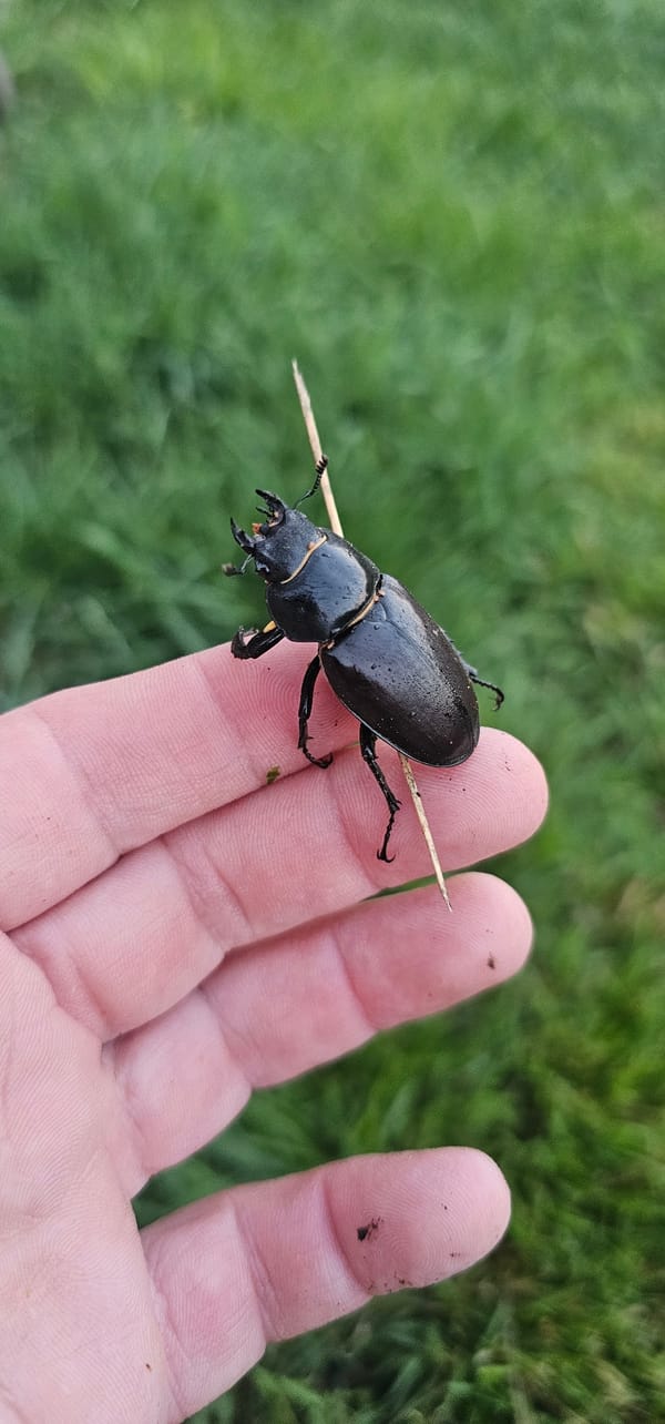 Backyard beetle close-ups in Григорівка, Ukraine
