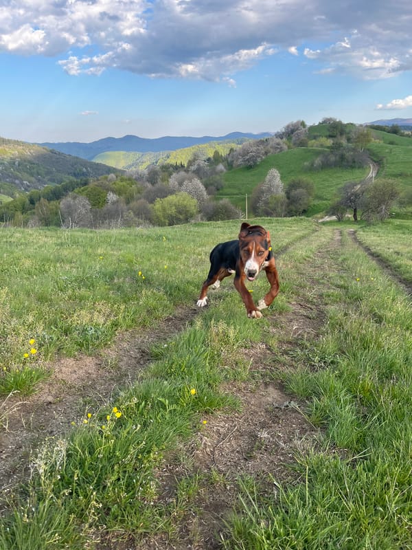 Dog walks grassy path in Bulgarian village