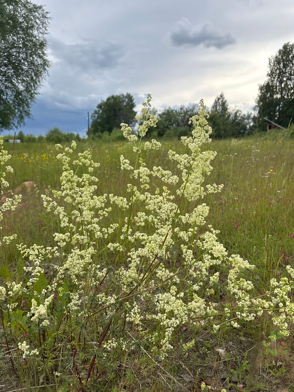 Wildflowers blooming across a summer meadow in Kurgan, Russia