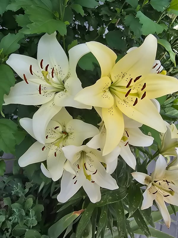 Summer garden in full bloom, Sofiivska Borshchahivka