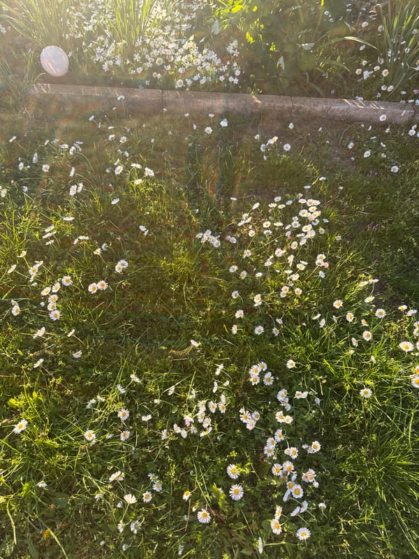 Spring daisies bloom across grassy field in Lehchevo, Bulgaria