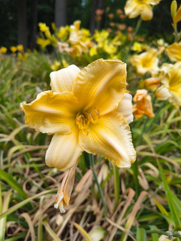 Afternoon in Olomouc's botanical garden, flowers and play