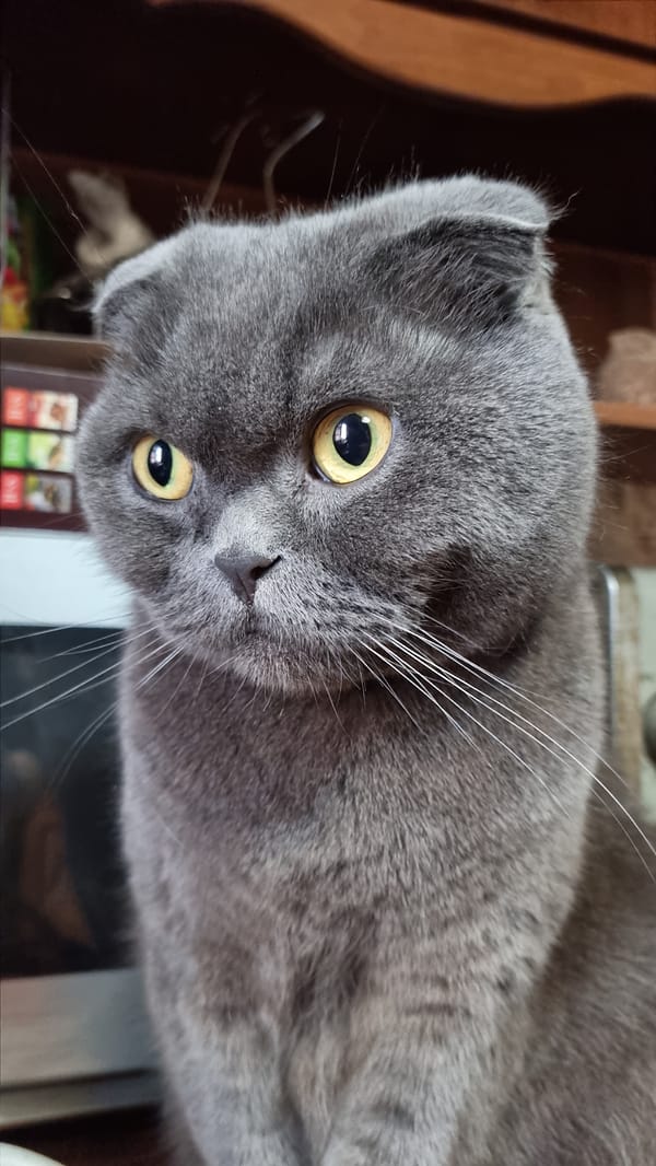 Scottish Fold cat photographed extensively at home in Vysokoe