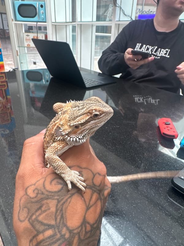 Bearded dragon up close in El Paso, two angles