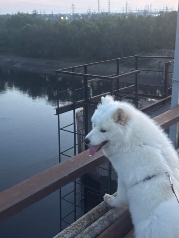 Evening stroll with a Samoyed along the Kama River locks
