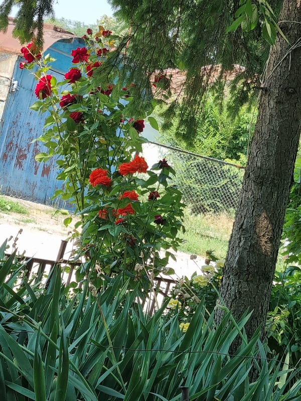 Flowers, coffee, and city streets on a sunny morning