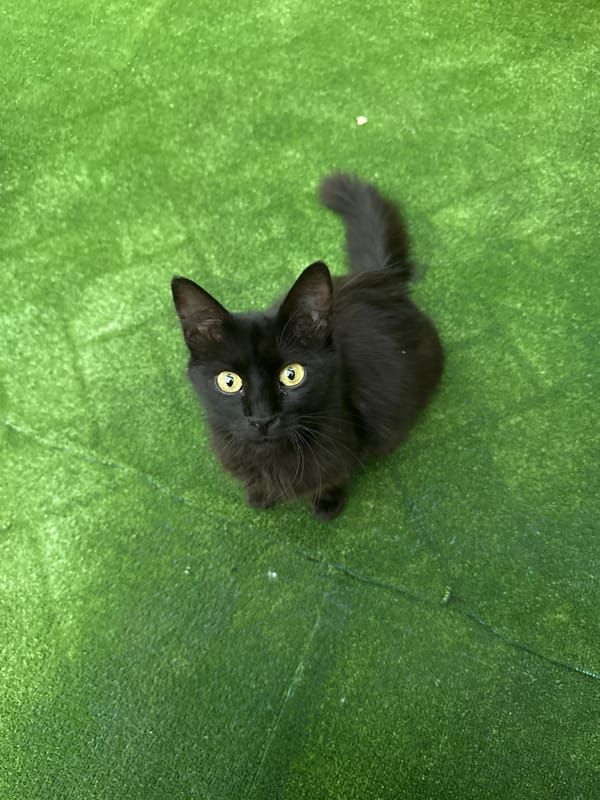 Lunch at a Chișinău shawarma joint, plus a resident black cat
