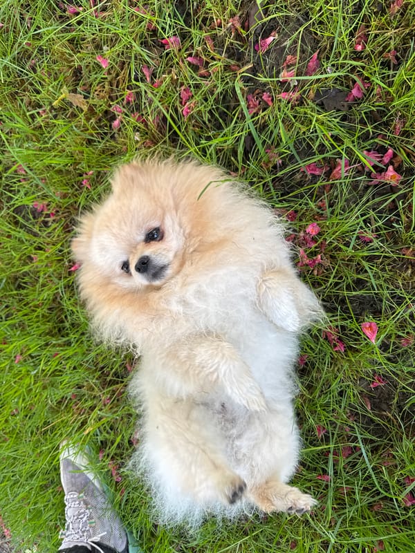 Pomeranian dog plays in morning grass in German town